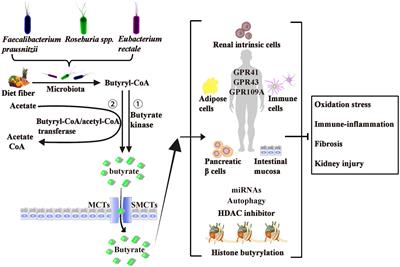 The role and mechanism of butyrate in the prevention and treatment of diabetic kidney disease